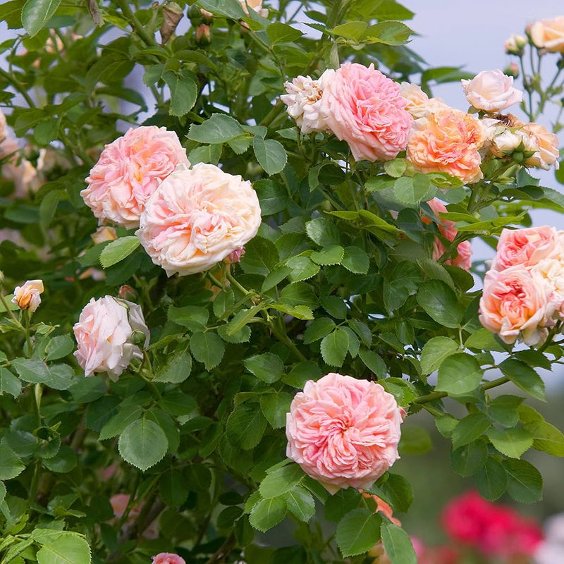 rose grimpante rose graines de fleurs grimpante rose graines de rose graines de fleurs à semer favorable aux pollinisateurs variété traditionnelle sans OGM graines de jardin