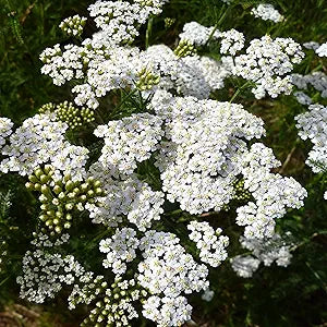 Achillea love yarrow blume samen for beautiful blooms