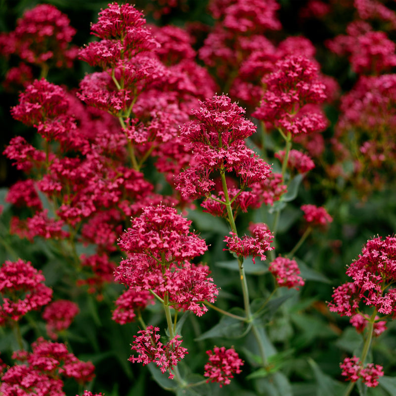Graines rouges de barbe de Jupiter à semer – populaire comme fleur coupée – variété traditionnelle et sans OGM, graines pour jardin familial