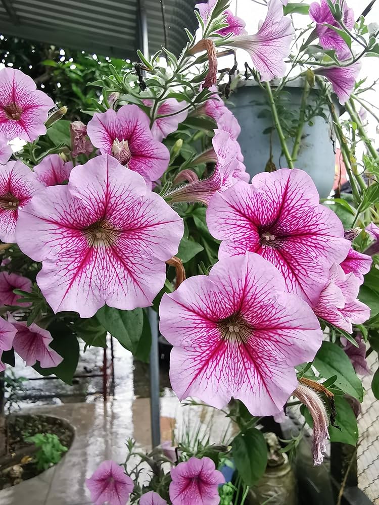 Pelleted candypops vein mix petunia samen