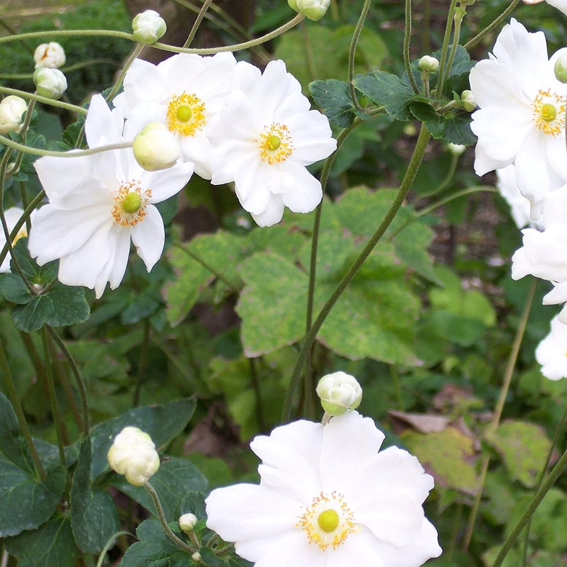 Semillas de Pulsatilla anémona blanca para siembra, flores brillantes, variedad tradicional y sin ingeniería genética, semillas para el jardín doméstico