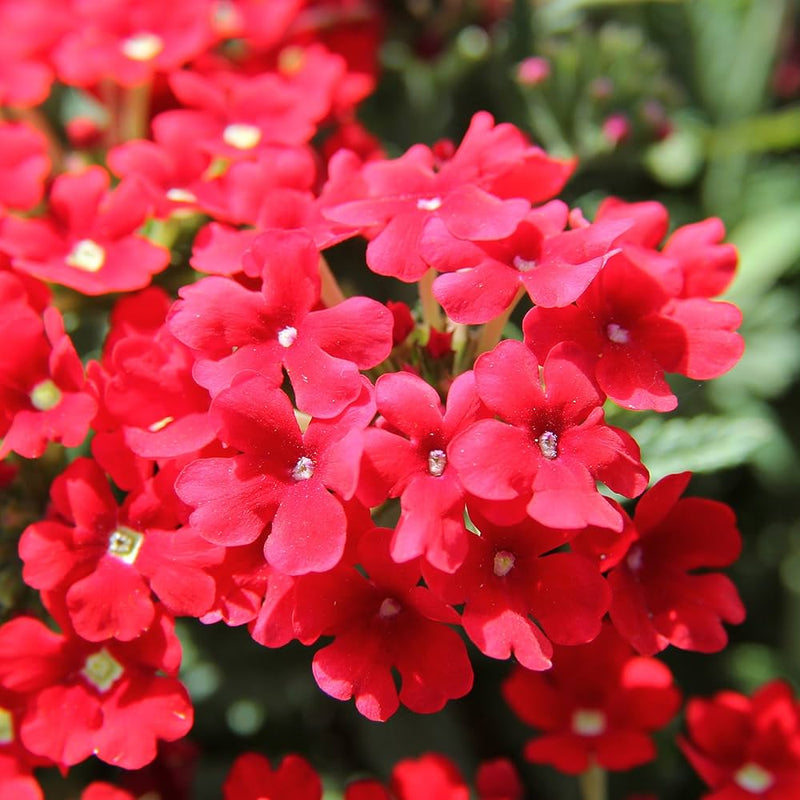 Verbena hybrida samen for beautiful perennial blume blooms