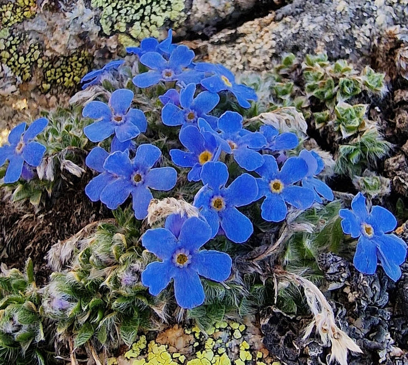 Alpine blume samen for anpflanzung - cottage garten essential, heirloom & gmo free samen for home garten
sale for anpflanzung in home garten.