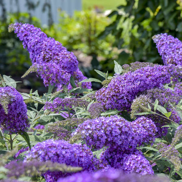 Semillas de Buddleja violeta para siembra – flores brillantes – variedad tradicional y semillas sin modificación genética para el jardín doméstico