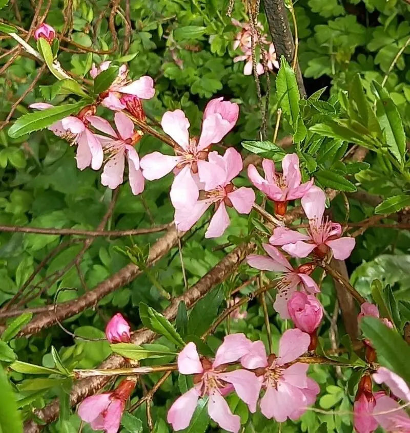 Semillas de Prunus tenella enano rosa y rojo para cultivar fácilmente