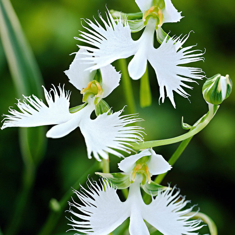 Weiß orchid garten terrace blume samen for anpflanzung - cut blume favorite, heirloom & gmo free samen for home garten
sale samen for anpflanzung in home garten