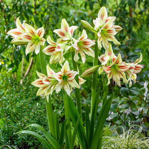 Heirloom (heirloom hippeastrum) samen for anpflanzung in home garten