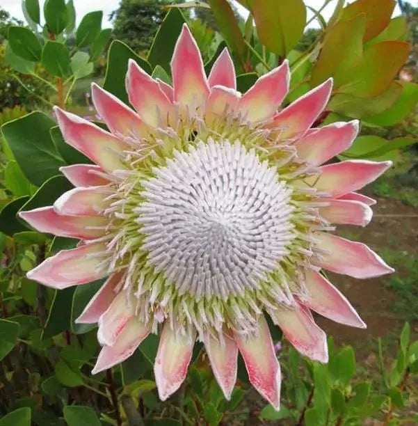 Graines de protea rose et blanche à semer – mélange de fleurs sauvages – variété traditionnelle et graines sans OGM pour le jardin familial