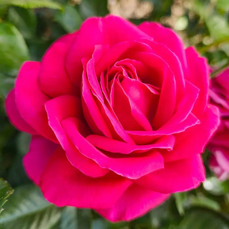 Semillas de flores de rosa Rosa para sembrar, floración prolongada, variedad tradicional y sin modificación genética, semillas para el jardín doméstico