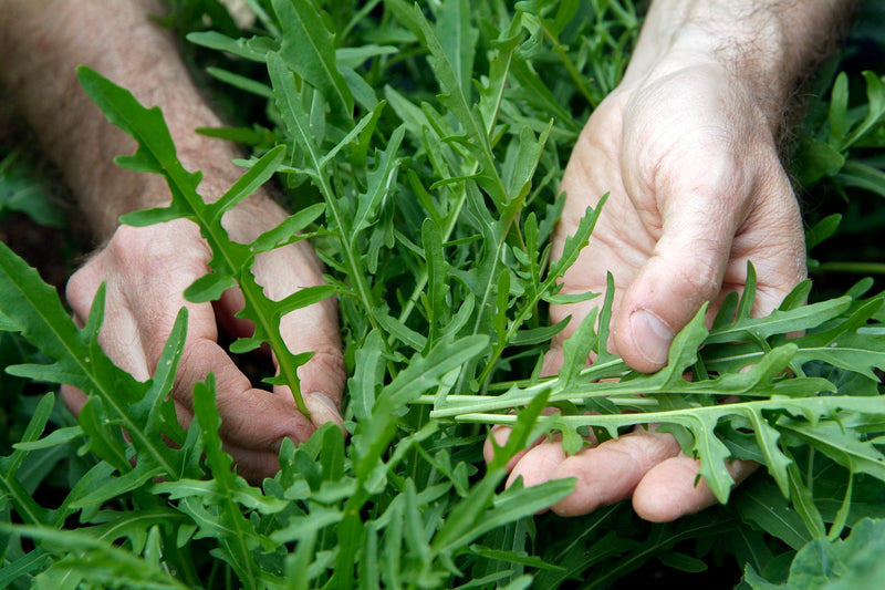 Semillas de rúcula para cultivar y plantar en el jardín