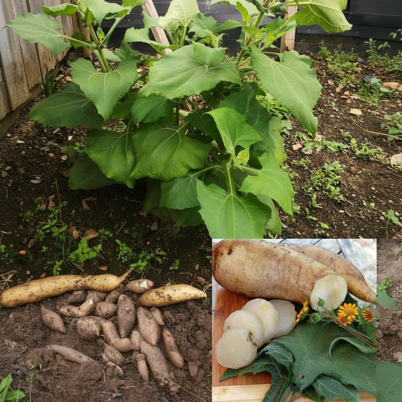 Semillas de yacón – Variedad tradicional, cultivada de forma natural, para el cultivo