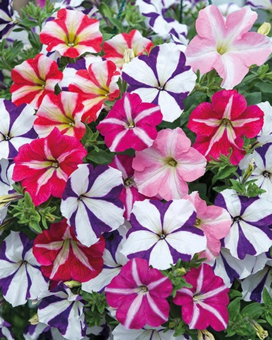 Mélange de graines de pétunias doubles « Madness » à semer – fleurs doubles pour votre jardin