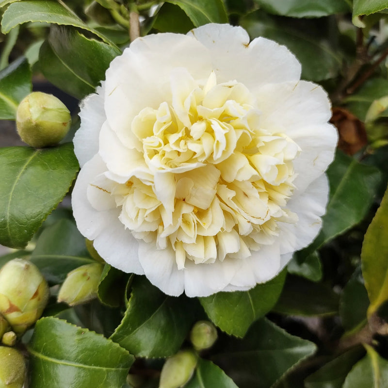 Semillas de camelia sinensis blanca para sembrar – larga temporada de floración – variedad tradicional y semillas sin transgénicos de Huerto Familiar