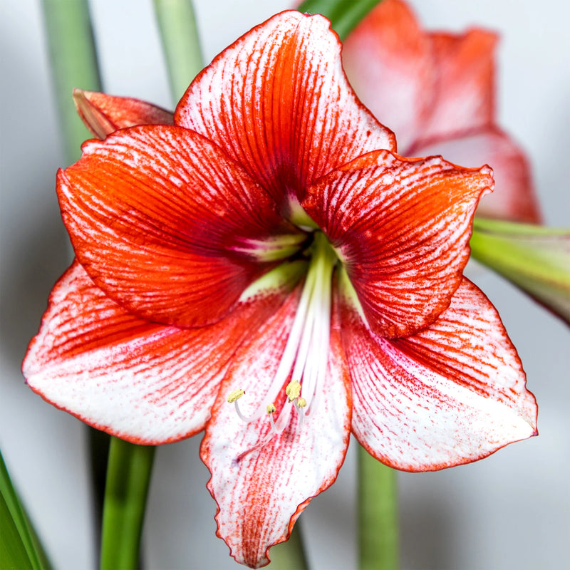 Semillas de flores de amarilis blanca y naranja para siembra – flores luminosas – variedad tradicional y semillas sin ingeniería genética para el jardín doméstico