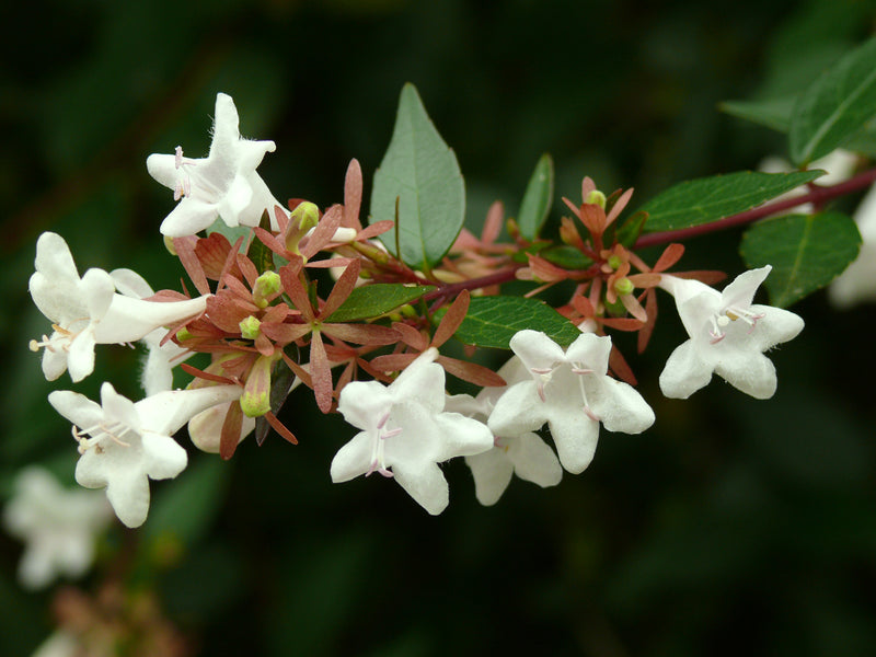 Semillas de flores de abelia blanca para siembra – ideales para borduras – variedad tradicional y sin ingeniería genética, semillas para el jardín doméstico
