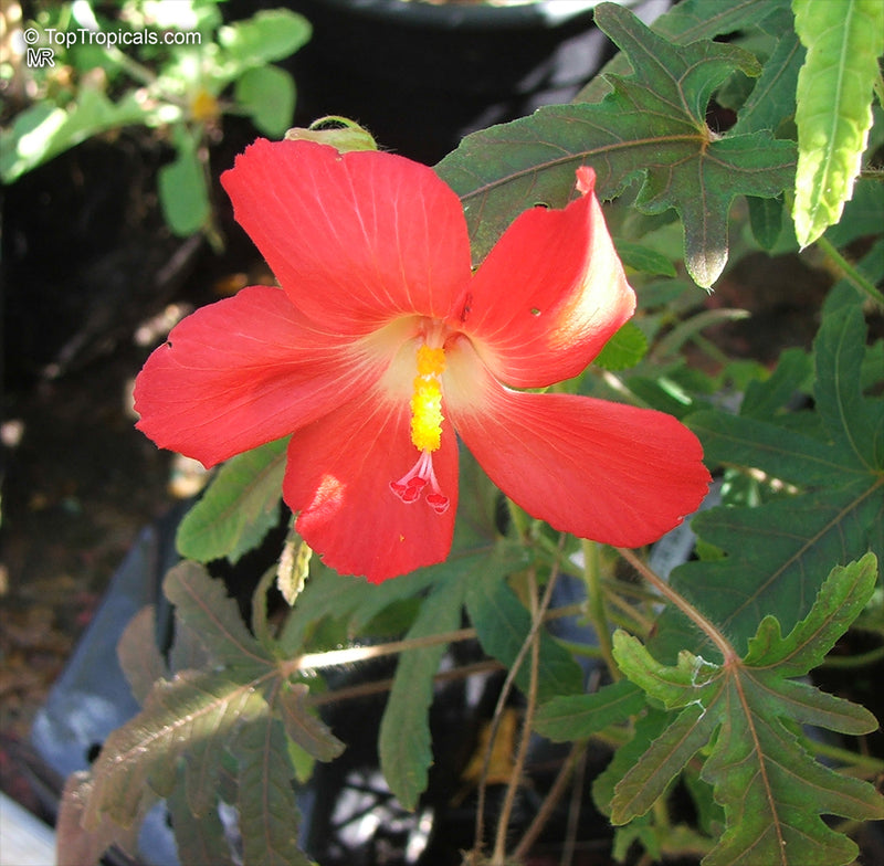 Variedad tradicional de hibisco Abelmoschus, semillas de flores para siembra, popular en el jardín, variedad tradicional y sin transgénicos, semillas para el jardín doméstico