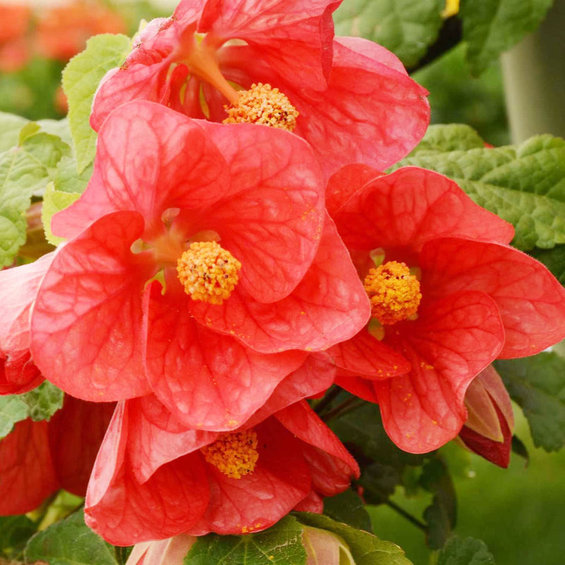 Abutilon bella blume samen for anpflanzung