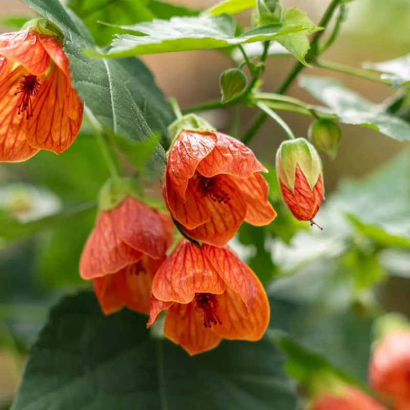 Abutilon hybridum samen for anpflanzung