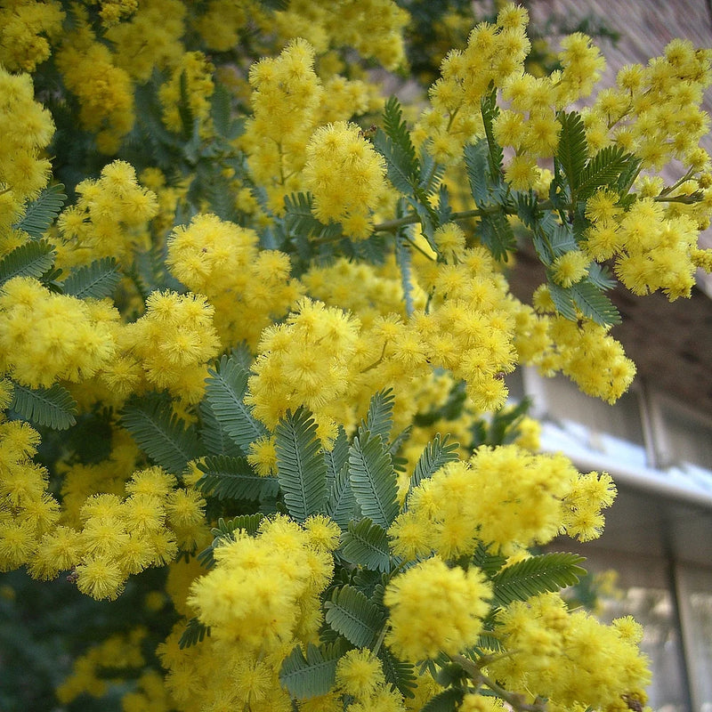 Semillas de flores de acacia baileyana para siembra – popular como flor de corte – variedad tradicional y semillas sin OGM para el jardín doméstico
