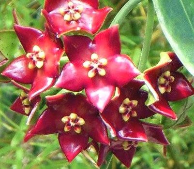 Graines de hoya rouge à semer – fleurs lumineuses en forme d’étoile