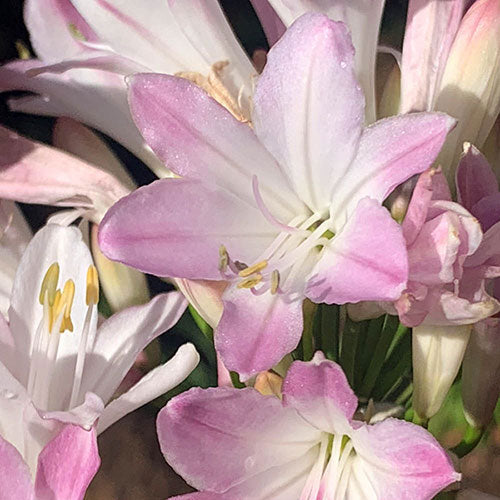 Rosa agapanthus blume blooms