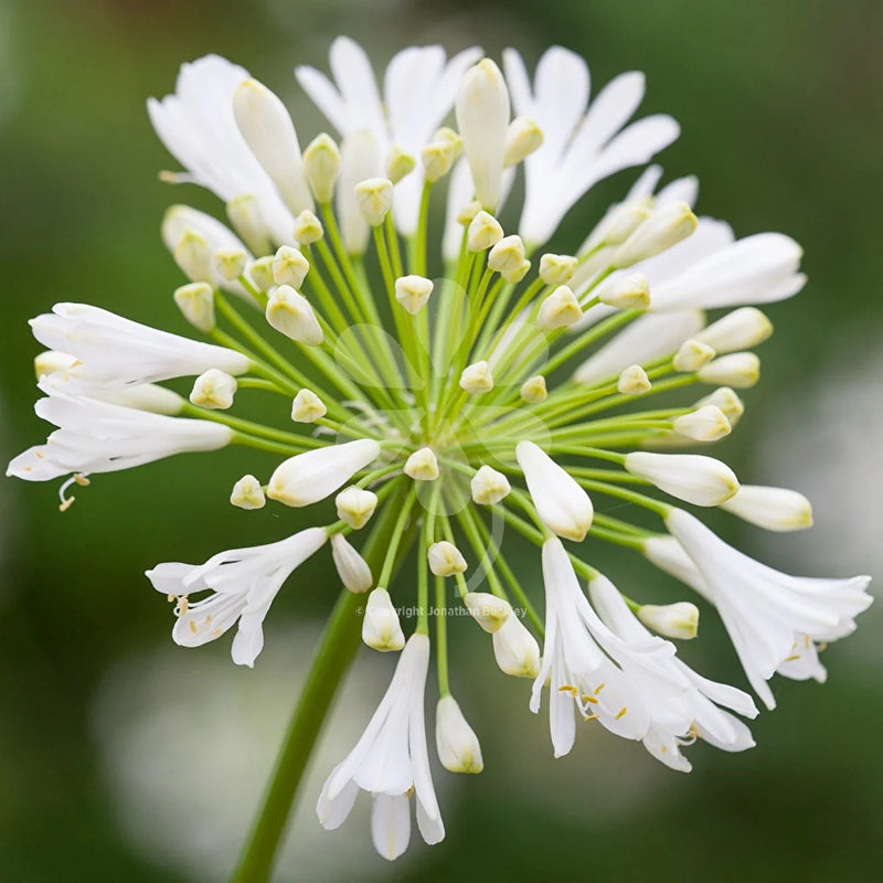 Semillas de flores de agapanto blanco para siembra – esenciales para el jardín de estilo rústico – variedad tradicional y sin ingeniería genética, semillas para el jardín doméstico