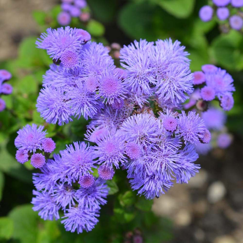 Violet ageratum samen for anpflanzung