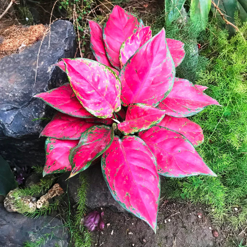 Premium quality aglaonema samen for anpflanzung