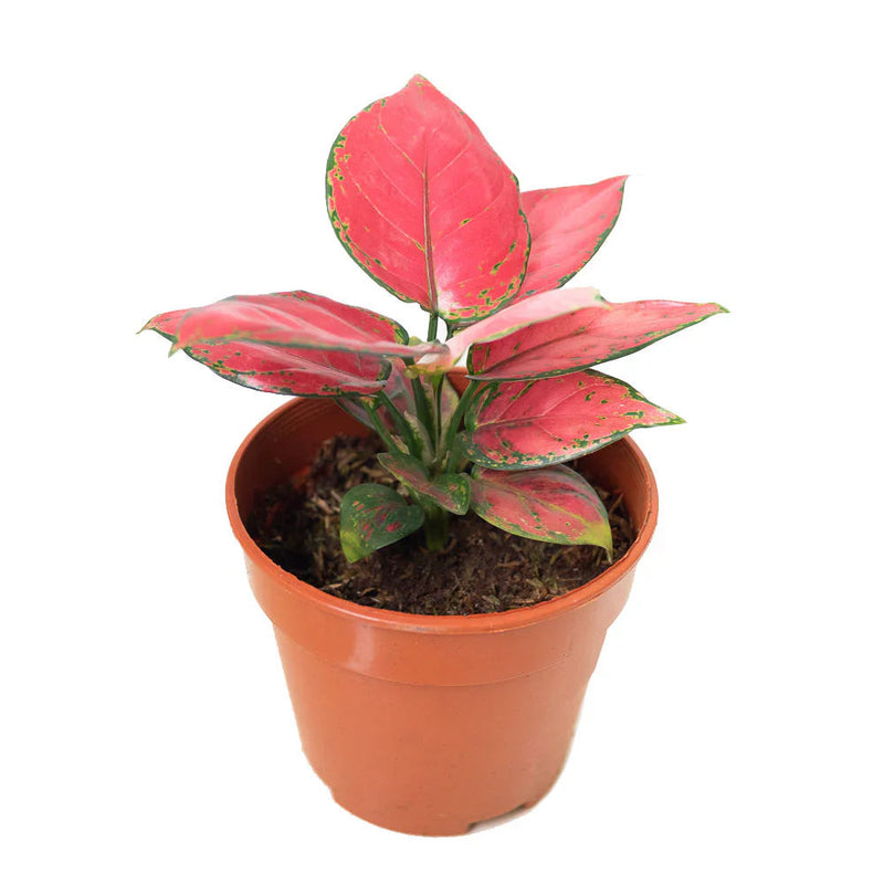 Aglaonema (aglaonema blume) samen for anpflanzung in home garten