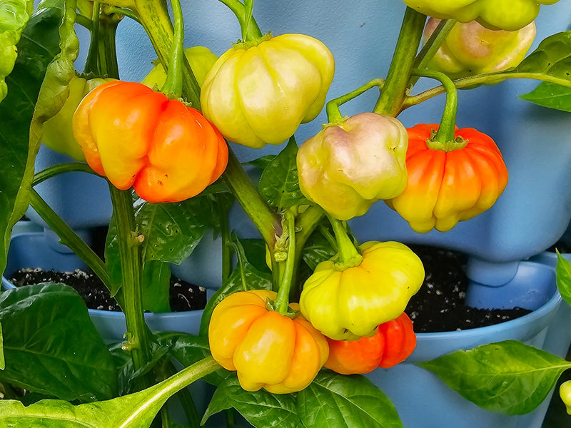Semillas de pimiento Cachucha rojo para una siembra fácil