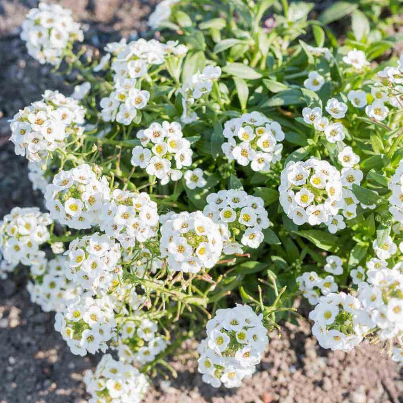 Graines de fleurs d’alysse à semer, appréciées comme fleurs coupées, variété traditionnelle et sans OGM, graines pour jardin familial