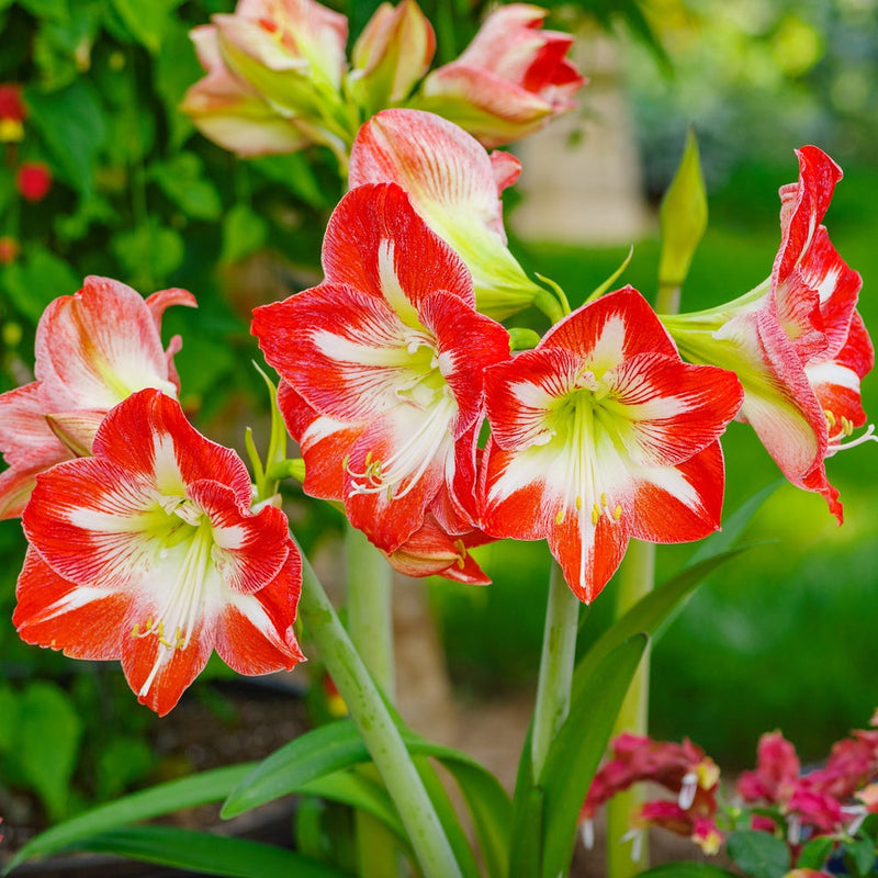 Amaryllis blume samen for anpflanzung - garten favorite, heirloom & gmo free samen for home garten
sale for anpflanzung in home garten