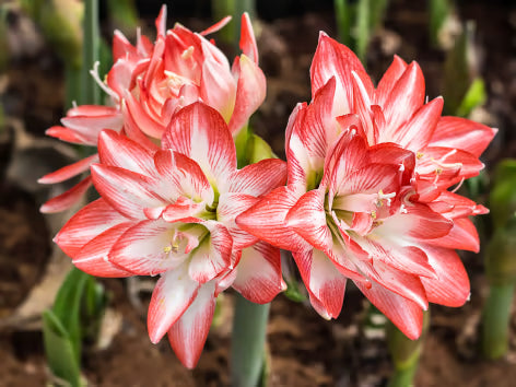 Semillas de amarilis blancas y naranjas para sembrar, semillas de flores luminosas para su jardín