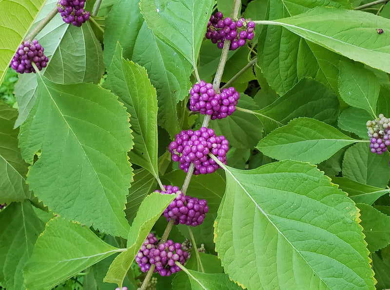 Violet callicarpa blume samen for anpflanzung - hardy variety, heirloom & gmo free samen for home garten
sale samen for anpflanzung in home garten