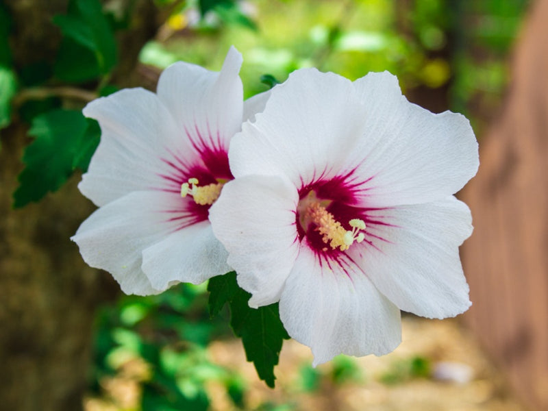 Semillas de flores Rosa Sharon Blanca para sembrar – espectáculo lleno de color – variedad tradicional y semillas sin ingeniería genética para el jardín doméstico