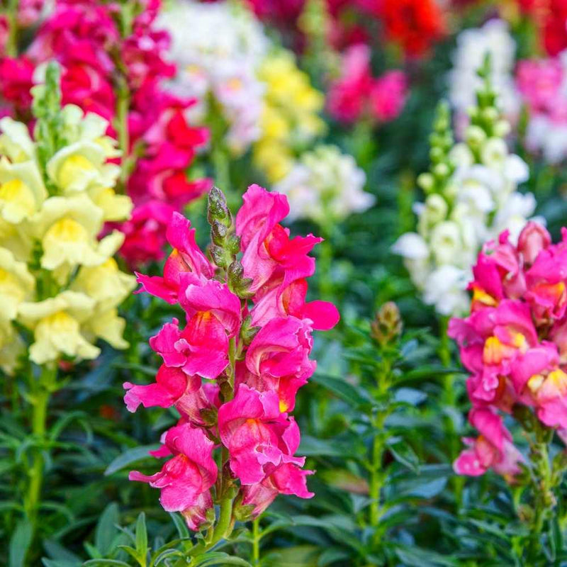 Semillas de flores de Antirrhinum para sembrar, flores de colores brillantes, variedad tradicional y sin organismos modificados genéticamente, semillas para el jardín doméstico