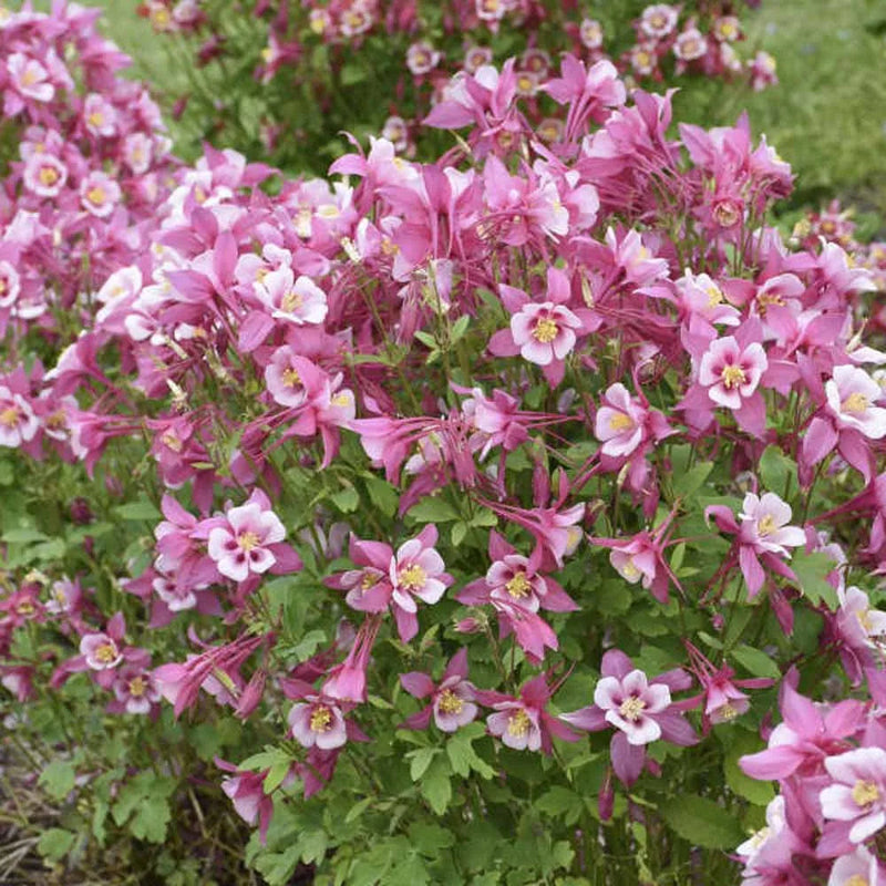 Aquilegia (aquilegia blume) samen for anpflanzung in home garten