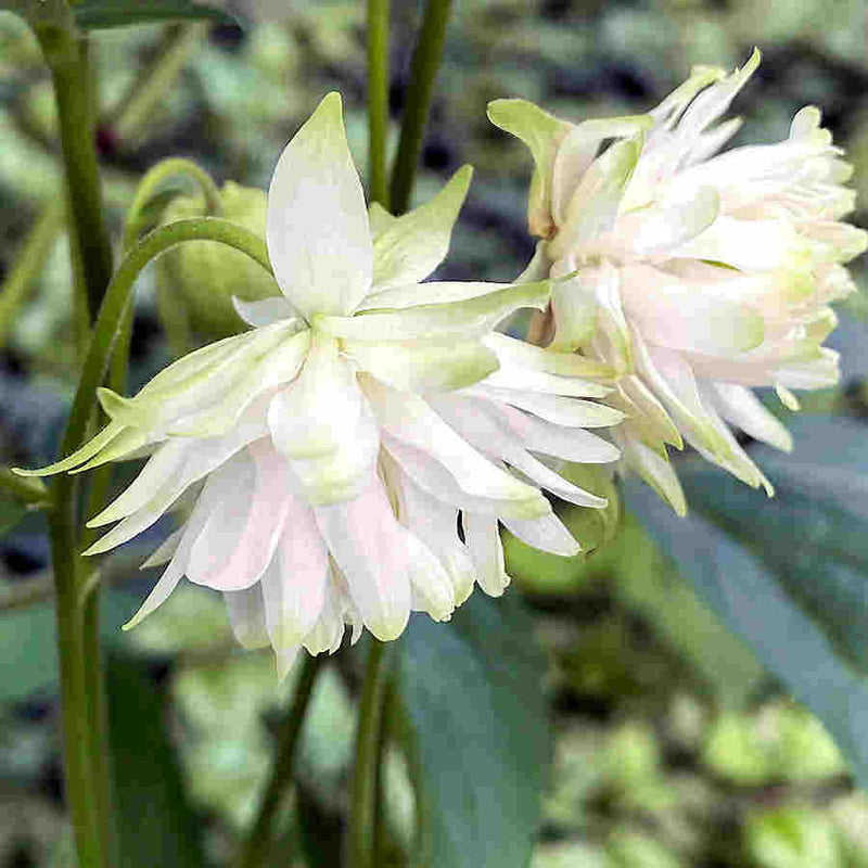 Aquilegia lace columbine blume samen for anpflanzung