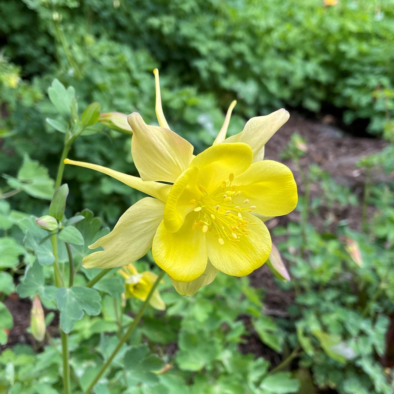 Aquilegia gelb blume samen for anpflanzung - brighten your garten with striking blooms