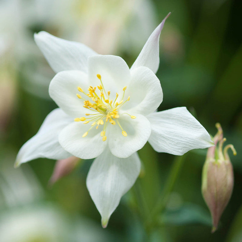 Weiß aquilegia blume samen for anpflanzung - cut blume favorite, heirloom & gmo free samen for home garten
sale for anpflanzung in home garten