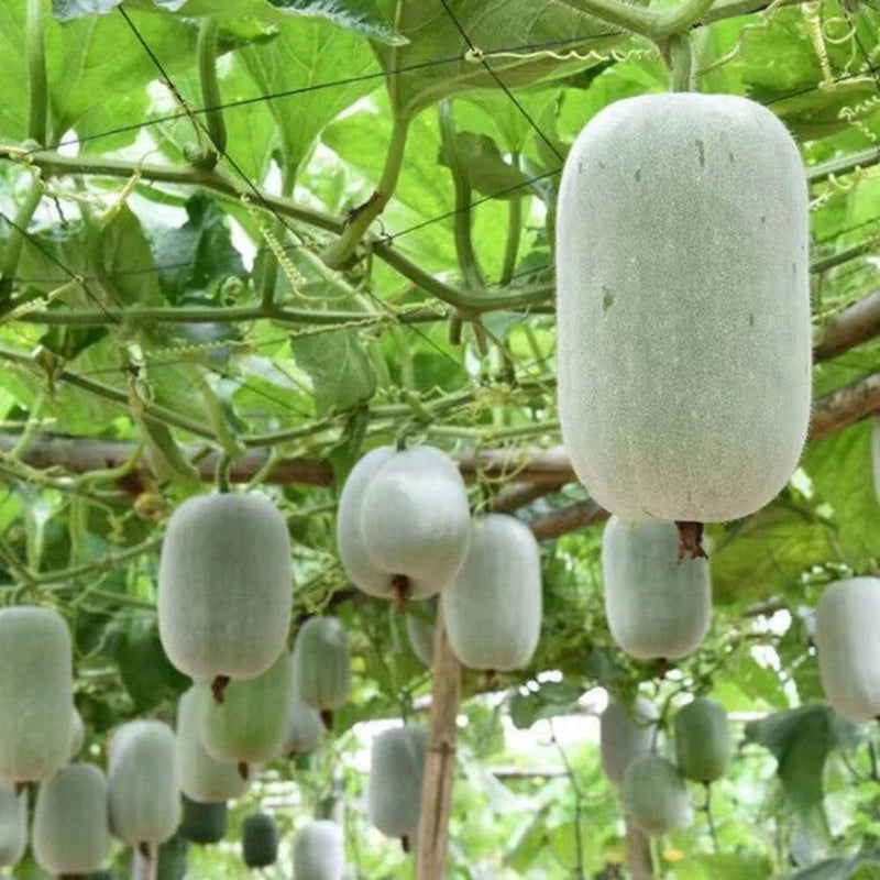 Semillas de calabaza de invierno: kit completo para plantar verduras