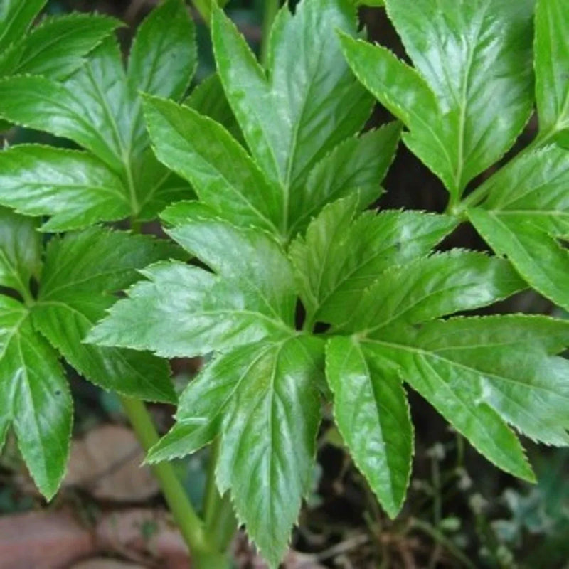 Ornamental ashitaba samen for home gardens