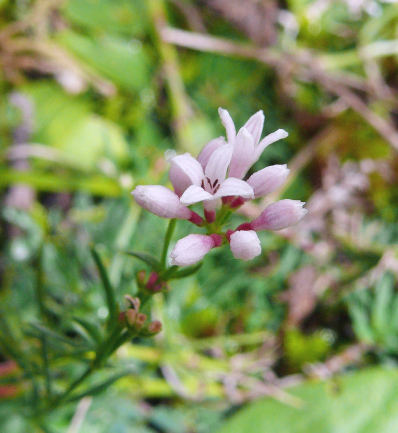 Rosa (rosa woodruff) samen for anpflanzung in home garten
