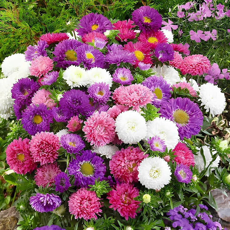 Giant aster samen for anpflanzung