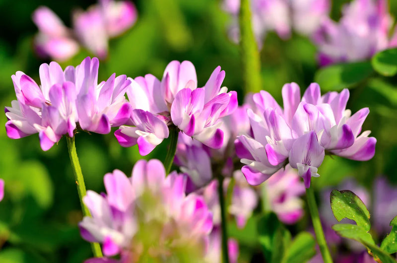 Astragalus sinicus samen for anpflanzung