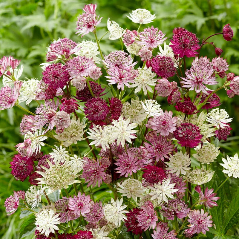 Mixed astrantia blume samen for anpflanzung