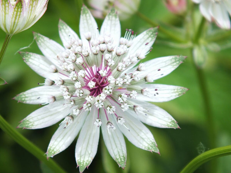 Weiß astrantia samen for anpflanzung