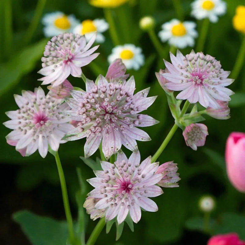 Astrantia samen for anpflanzung