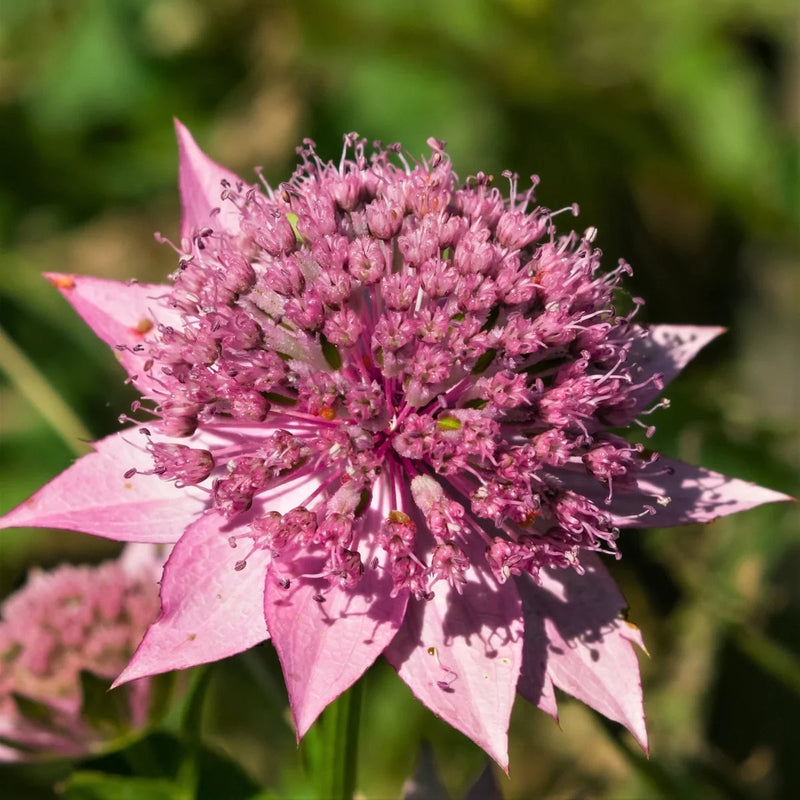 Astrantia (astrantia pincushion) samen for anpflanzung in home garten