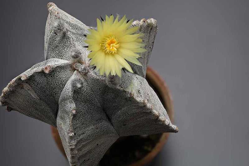 Semillas de flores de Astrophytum para sembrar, ideales para jardines de estilo rústico, variedad tradicional y sin ingeniería genética, semillas para el jardín doméstico